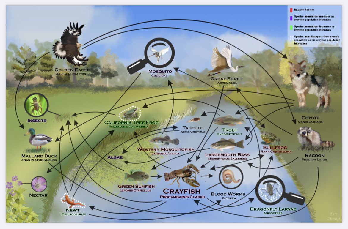 TeamCrayfish's tweet photo. A huge congratulations to our food web design challenge winner! Medea Creek Middle School 6th grader Eve Zhong created this fantastic food web for us. 

#foodweb #crayfish #biodiversity #aquaticecosystem #opshares @oakparkusd @MCMS_Panthers https://t.co/0pMpH6MNRX