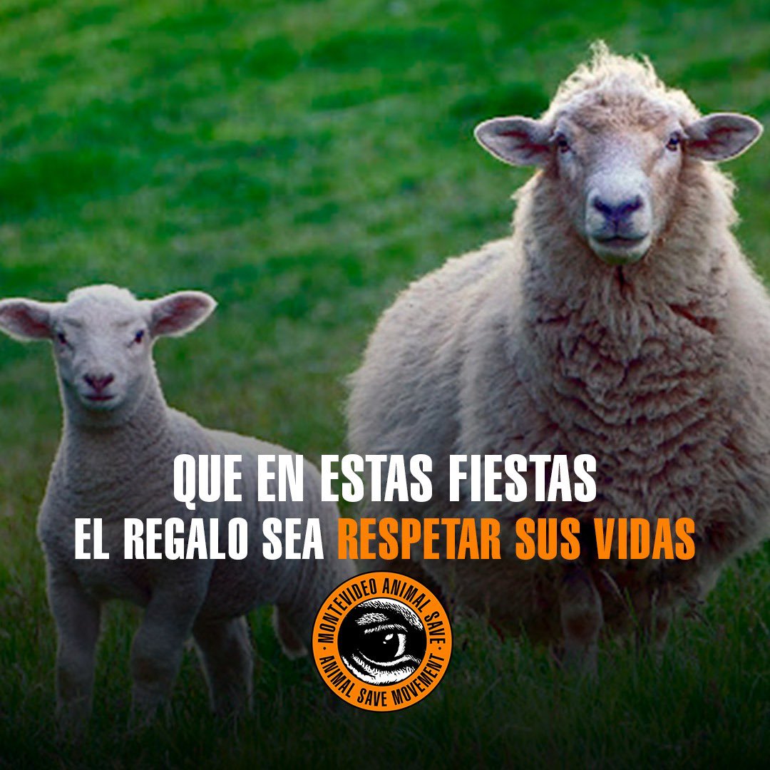 MVDAnimalSave's tweet image. En estas fiestas y en todas las cenas y almuerzos que vengan, tenés la posibilidad de elegir realmente la paz y el amor. Deja a los animales fuera de tus platos 
#veganismo #govegan #goveganfortheanimals #uruguayvegano #montevideoanimalsave #veganismoesjusticia #eticaanimal