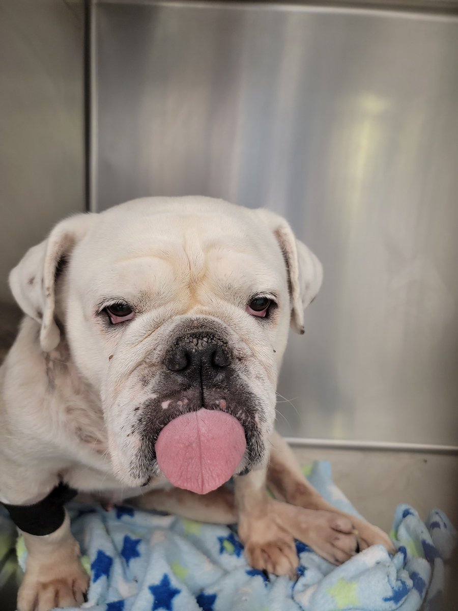 JamulVeterinaryHospital (JamulVet) Twitter