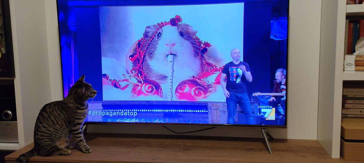 Ro_Giunta's tweet photo. Gattini belli apprezzano flauti brutti.
#propagandalive @welikeduel https://t.co/JXfLKXTkFs
