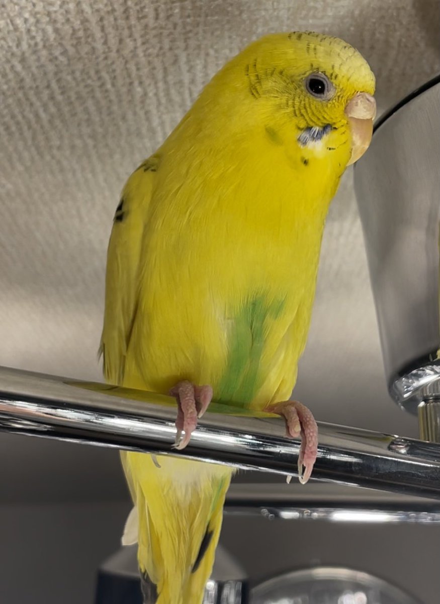 birdland150's tweet photo. #迷子鳥 #迷い鳥 #迷いインコ #迷子インコ #保護
12/15(水)夕方、相模原市南区(座間市に近い位置)で黄色いインコちゃんを保護しました。
とても元気にしています。飼い主様ご連絡下さい！
写真がいくら何でも足りなかったと思い今更ですが上げます。すみません…
飼い主様には更に動画等お送りします！ https://t.co/qZFlBJQiMI