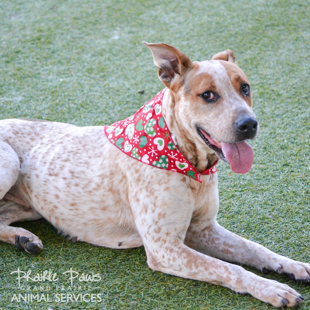 What Are The Best Behaved Dogs