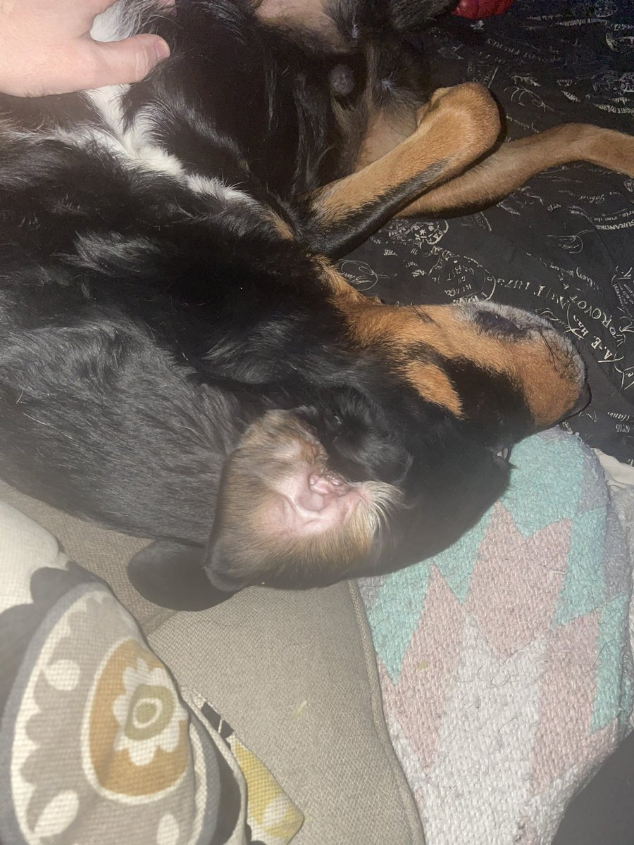 KristinaSMelvin's tweet photo. This guys such a ham. #DogsofTwittter #lokithedog https://t.co/ZrK8FM6lrX