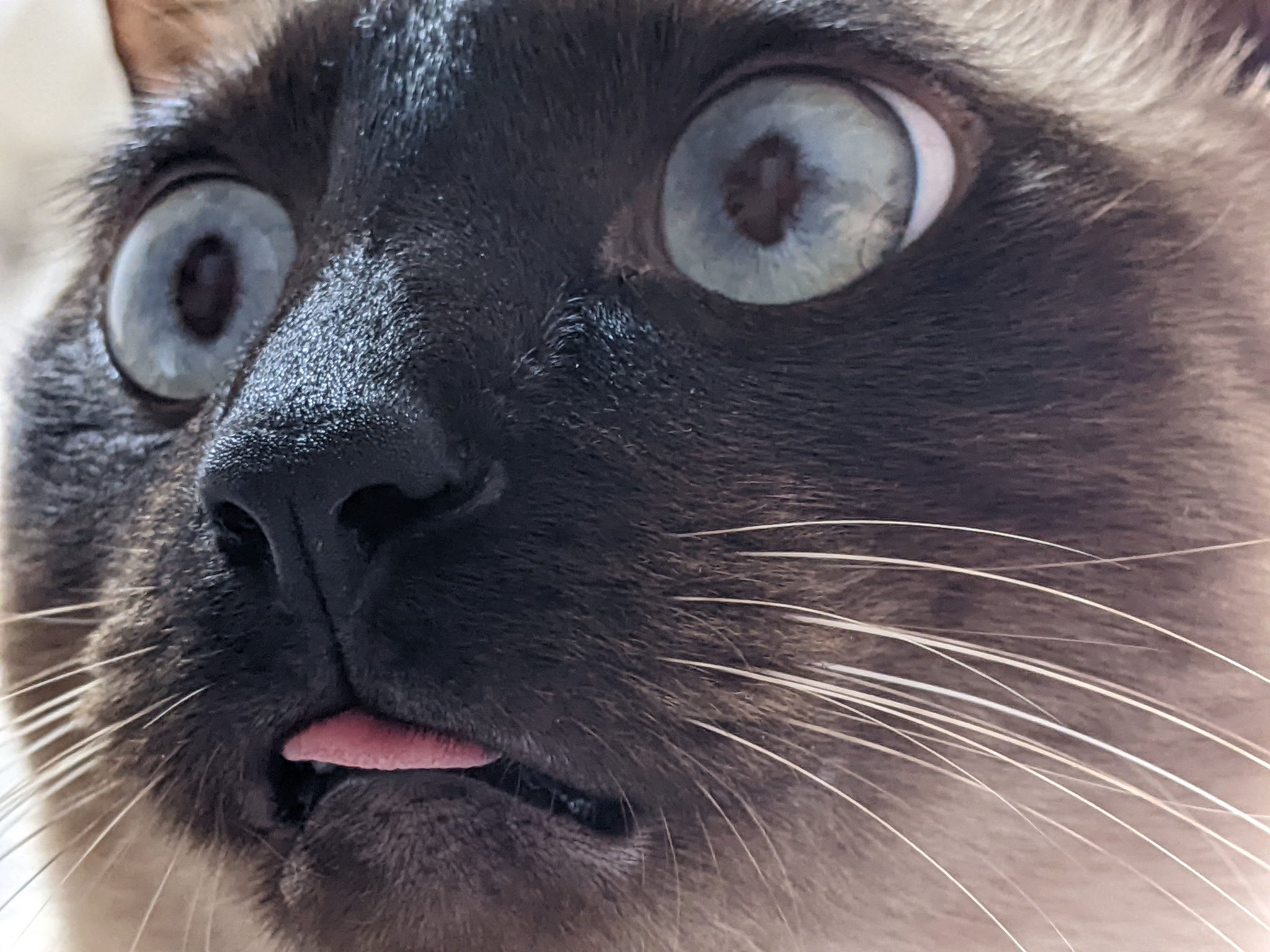 تويتر きっき على تويتر 表情豊か 猫がいる暮らし T Co Tho57sm55p