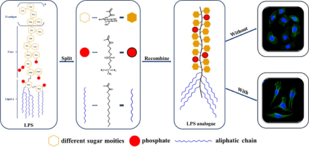 ChinChemLett's tweet photo. Dendritic cells #maturation facilitated by group-adjustable #lipopolysaccharide analogues synthesized via #RAFTPolymerization. @ELSchemistry 
Read it: https://t.co/f5DbW6C3YJ https://t.co/8ZEwbgD4Ml