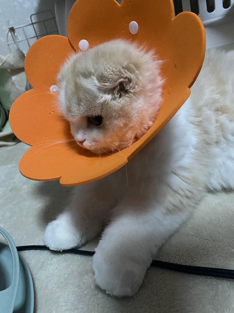 お手手まん丸にカットしました！
お顔もスッキリ！