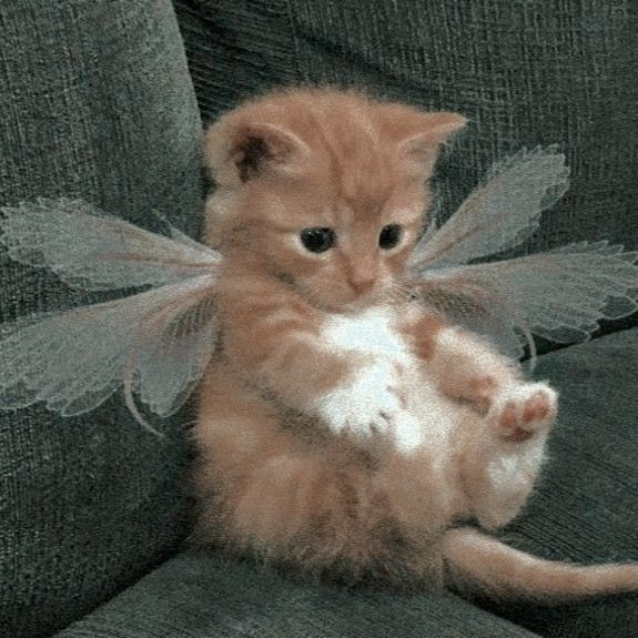 AriStanSocksy's tweet photo. pinterest cats with wings>>
probably gonna make this a thread for my pfp's https://t.co/CkWJgAyiGw