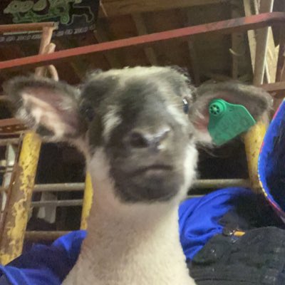 izzyclouse1's tweet photo. #NewProfilePic #sheep #newphone #livestock #lambs https://t.co/QlfuXq8J35