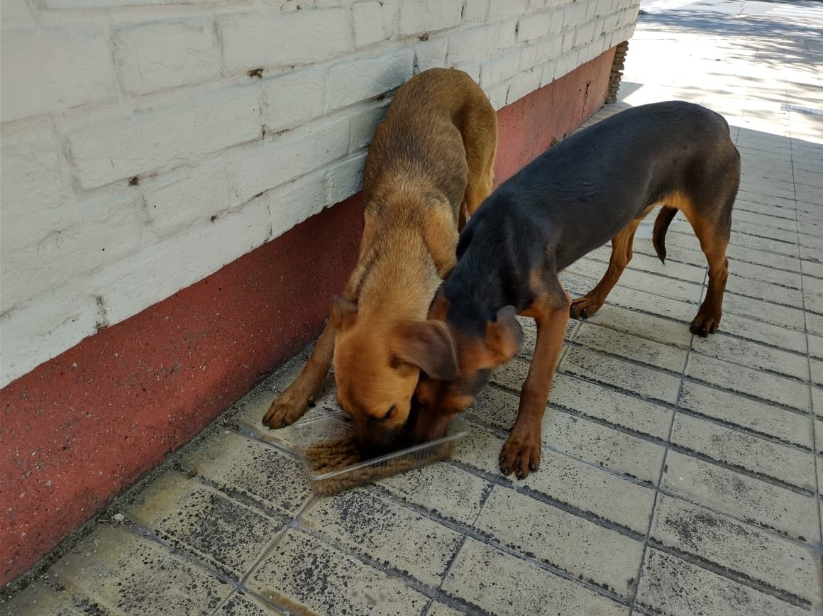 rrrrromina's tweet photo. #MENDOZA A estos perritos los tiraron en Patricias Mendocinas y Mosconi 😔 son dos machitos y están buscando el amor de un hogar. Podés escribir acá o al 2615999283. Los ayudás con un RT? 🐶 https://t.co/mg3DjIY4C8