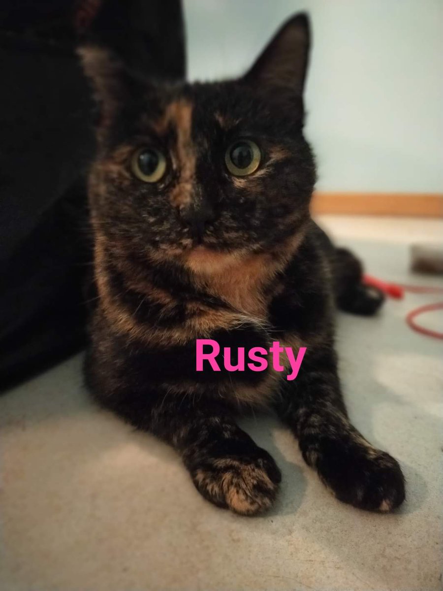 Tout le monde veut du chaton et personne ne regarde nos minettes adultes sorties de la rue avec leurs petits 😭😭😭 ici rusty à l'adoption sous anima'passion <a href="/HenryJeanServat/">Henry-Jean Servat</a> <a href="/MelDedigamaOff/">Mel Dedigama</a> <a href="/courbet_julien/">Julien Courbet</a> <a href="/LoicDombreval/">Loïc Dombreval 🐾</a> <a href="/DenisBrogniart/">Denis Brogniart</a> <a href="/HeleneThouy/">Hélène Thouy</a> <a href="/PartiAnimaliste/">Parti animaliste</a>