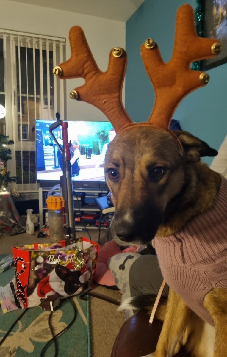 PnDrobertson's tweet photo. @swbrescue Here's Lyla https://t.co/c5PwGwaSQM