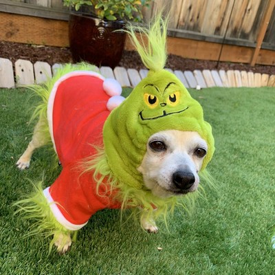 It's #NationalUglySweaterDay
and Austin actually looks pretty cute in his #Grinch get up. Got a dog in an ugly sweater pic to share? Post it here! #Adopt Austin #Adoptdontshop muttville.org/mutt/austin-92…