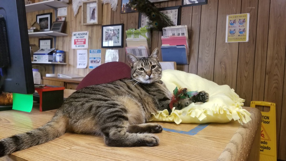 cathouseotkings's tweet photo. IT’S $5 FRIDAY! Your greatly-needed/much-appreciated donations allow us to continue our efforts to save &amp; spay/neuter kittens in our community! We’re a 501c3 charity/we receive no gov funding. We’ve rescued 1,425+ cats/kittens in 2021 ~ CAN YOU HELP? https://t.co/XLL2aHahBb https://t.co/F3UXdttitQ