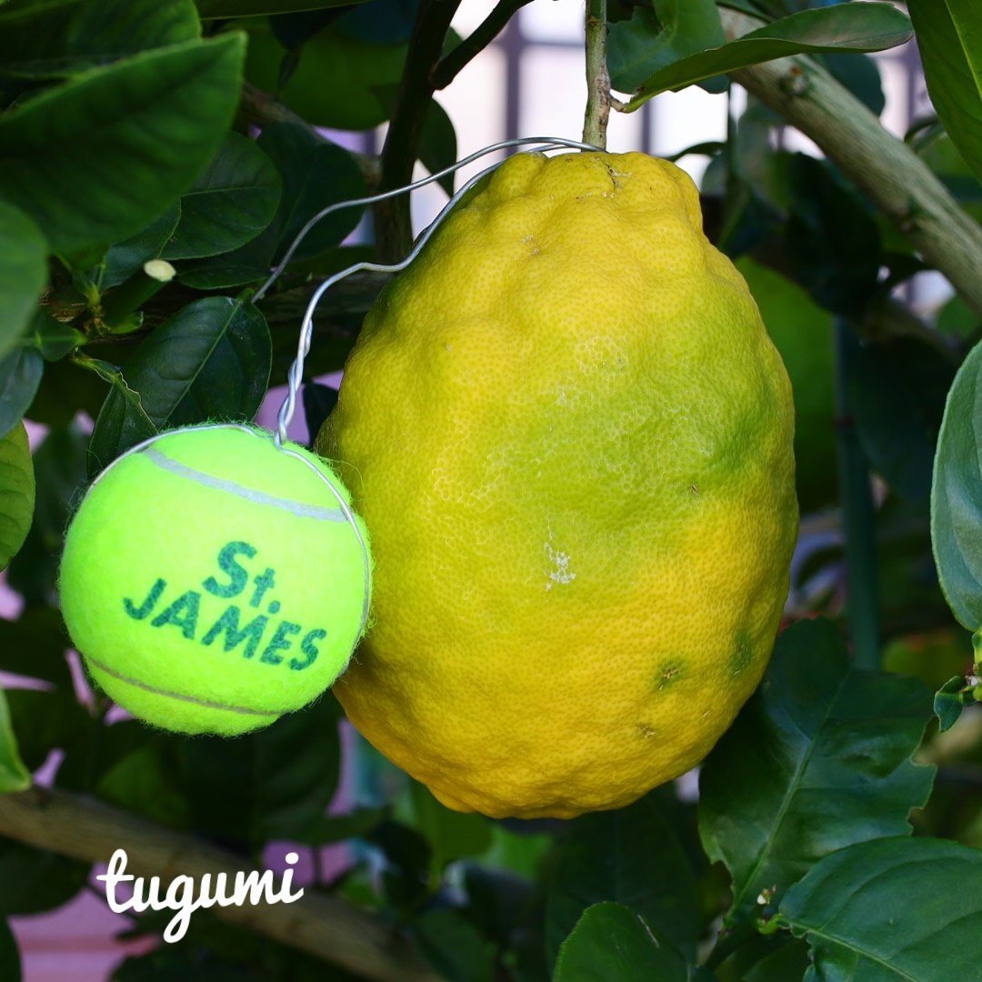 ジャンボレモン Twitter Search Twitter