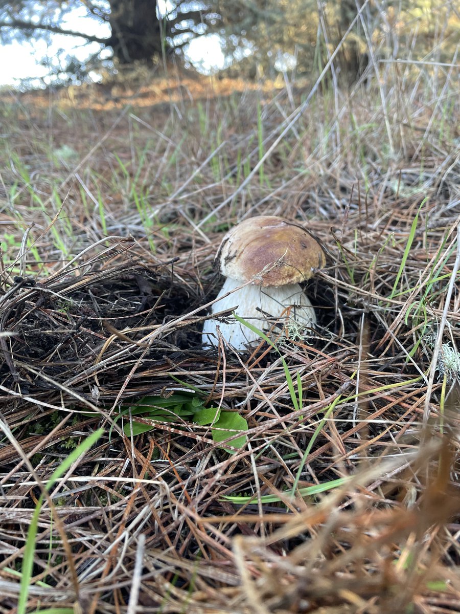 Ocean2tableCSF's tweet photo. Did you know that many local fishermen are also foragers as well? Here are some shots foraging from the last few weeks. @cslamber @iancole_ca @beau_theleoparddog

#ocean2table #rainpromises #wildmushrooms #chefsfavorites #chanterelles #porcini #besafeoutthere https://t.co/bOCM04tLIh