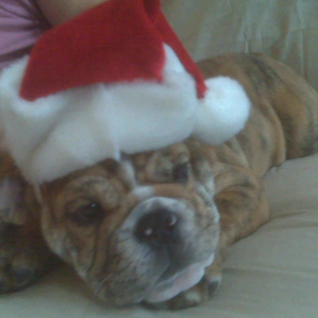 OvietheBulldog's tweet photo. IT’S HOCKEY O’CLOCK! #ALLCAPS #LETSGOCAPS #FlashbackFriday to me at 10 weeks old and the very 1st #SantaOvie picture!!! #CapsBulldog #CapitalsBulldog #NakedOvie https://t.co/9Hb7wzX3Ik