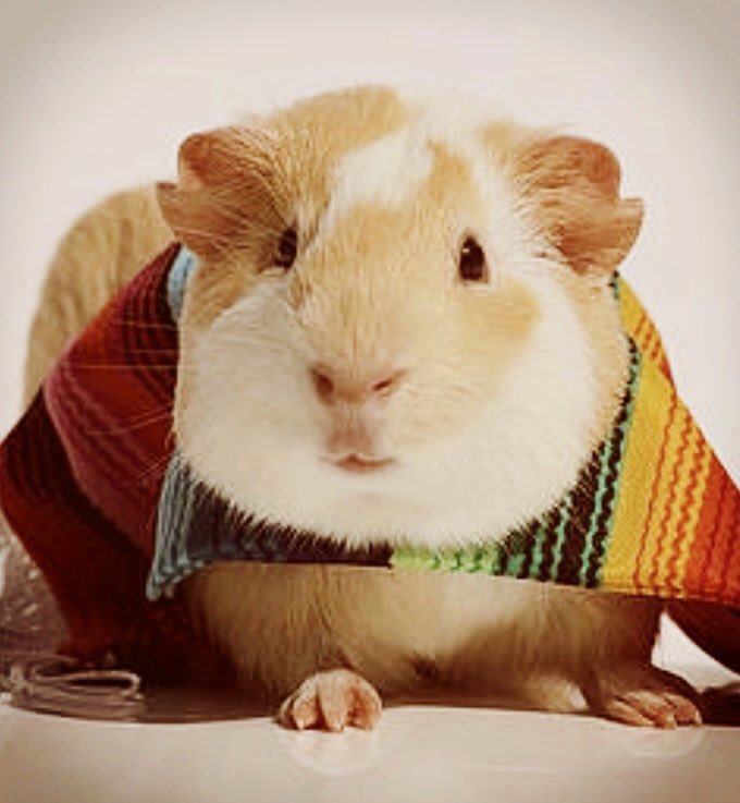 Guinea Pigs as Amanda Palmer (@guineapigsas) on Twitter photo no one on that pavement's guinea
shout at you that
your heart also matters
<a href="/amandapalmer/">Amanda Palmer 🎹</a> no one on that pavement's guinea
shout at you that
your heart also matters
<a href="/amandapalmer/">Amanda Palmer 🎹</a>