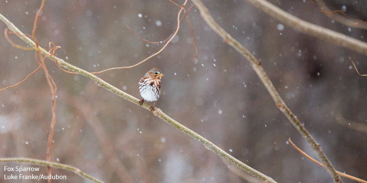 A Fox Sparrow rests on a snowy tree limb during the 121st Christmas Bird Count at Highland Park in New York City, December 2020. Credit: Luke Franke/Audubon
