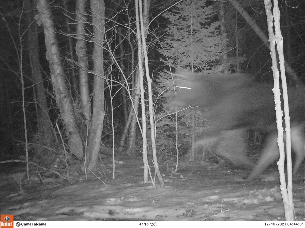 Sometimes your #trailcamera captures an amazing back and forth of #moose vs coy(ote/wolf)!! 

All of these were captured within a 6-minute period in our backyard.

#wildlife #wildlifecamera