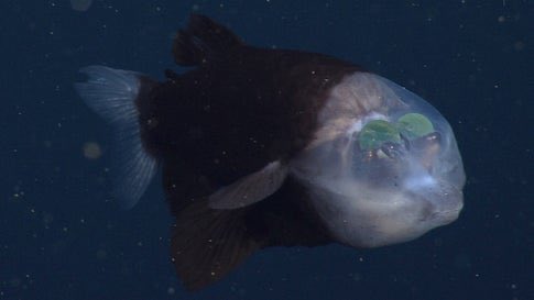 JosephLuten's tweet photo. Bizarre Transparent Fish Like Something Out of Sci-Fi Novel

From The Weather Channel iPhone App https://t.co/mTu3EWojiz https://t.co/AzI73GAoOT