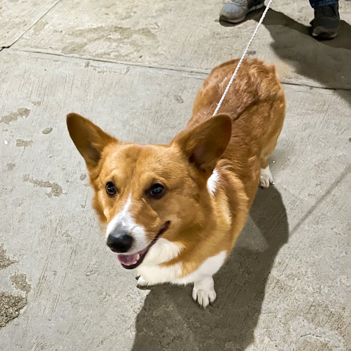 LaloCordova's tweet photo. Este amiguito anda perdido, si alguien tiene info para que regrese a casa sería de mucha ayuda, lo encontraron en la Macro, está hermoso y es muy noble. 🐶 #Oaxaca https://t.co/DVLopUyoPN