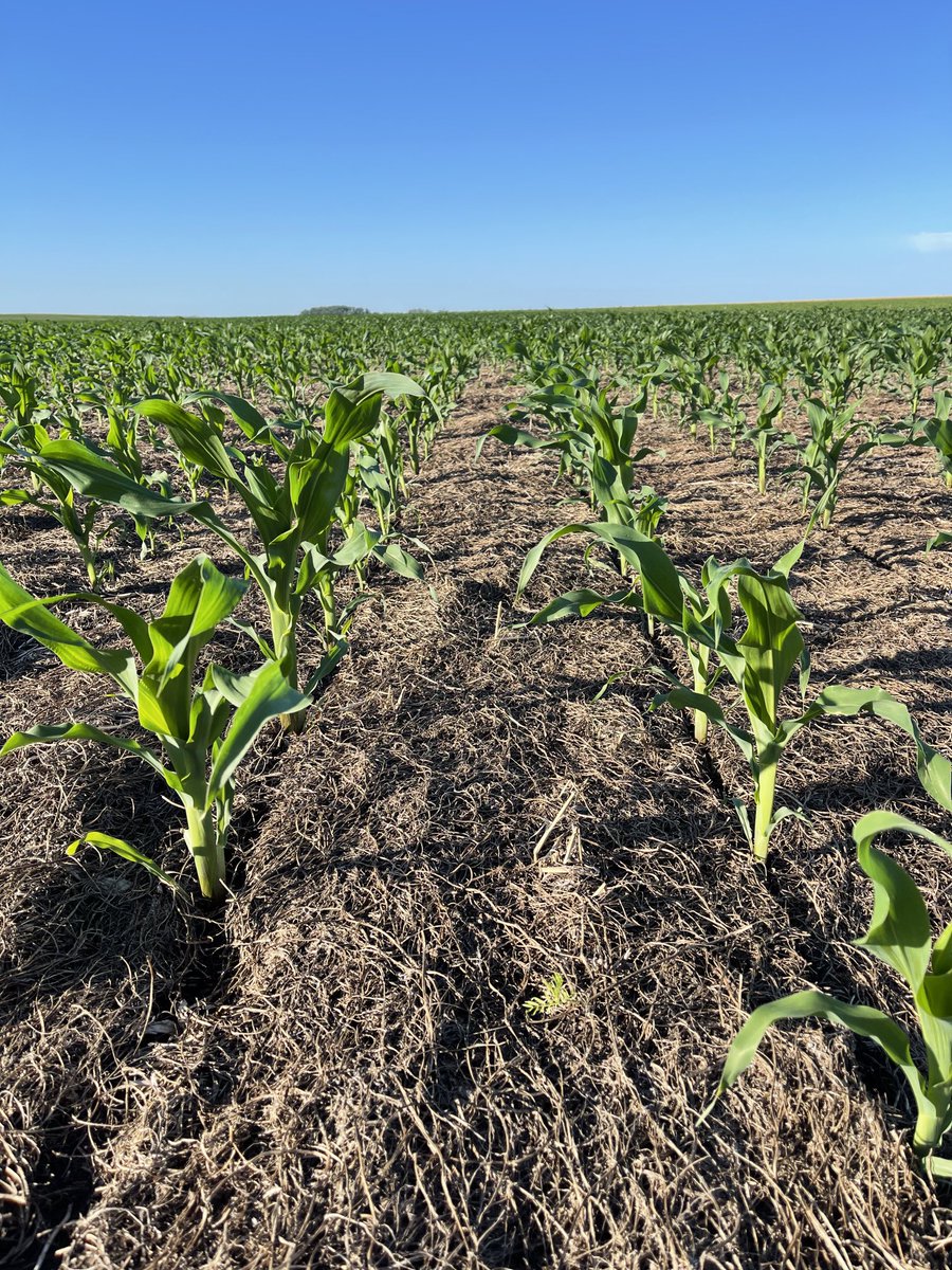 PecoAz's tweet photo. Maíz 🌽 sobre una cubierta protectora de suelo. #vicia #CultivosDeServicios #ServiceCrops @CS_Divulgacion @TandiliaReg #Highlands de #Chillar https://t.co/Cxd12ZlwQr