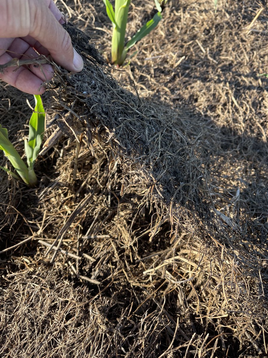 PecoAz's tweet photo. Maíz 🌽 sobre una cubierta protectora de suelo. #vicia #CultivosDeServicios #ServiceCrops @CS_Divulgacion @TandiliaReg #Highlands de #Chillar https://t.co/Cxd12ZlwQr