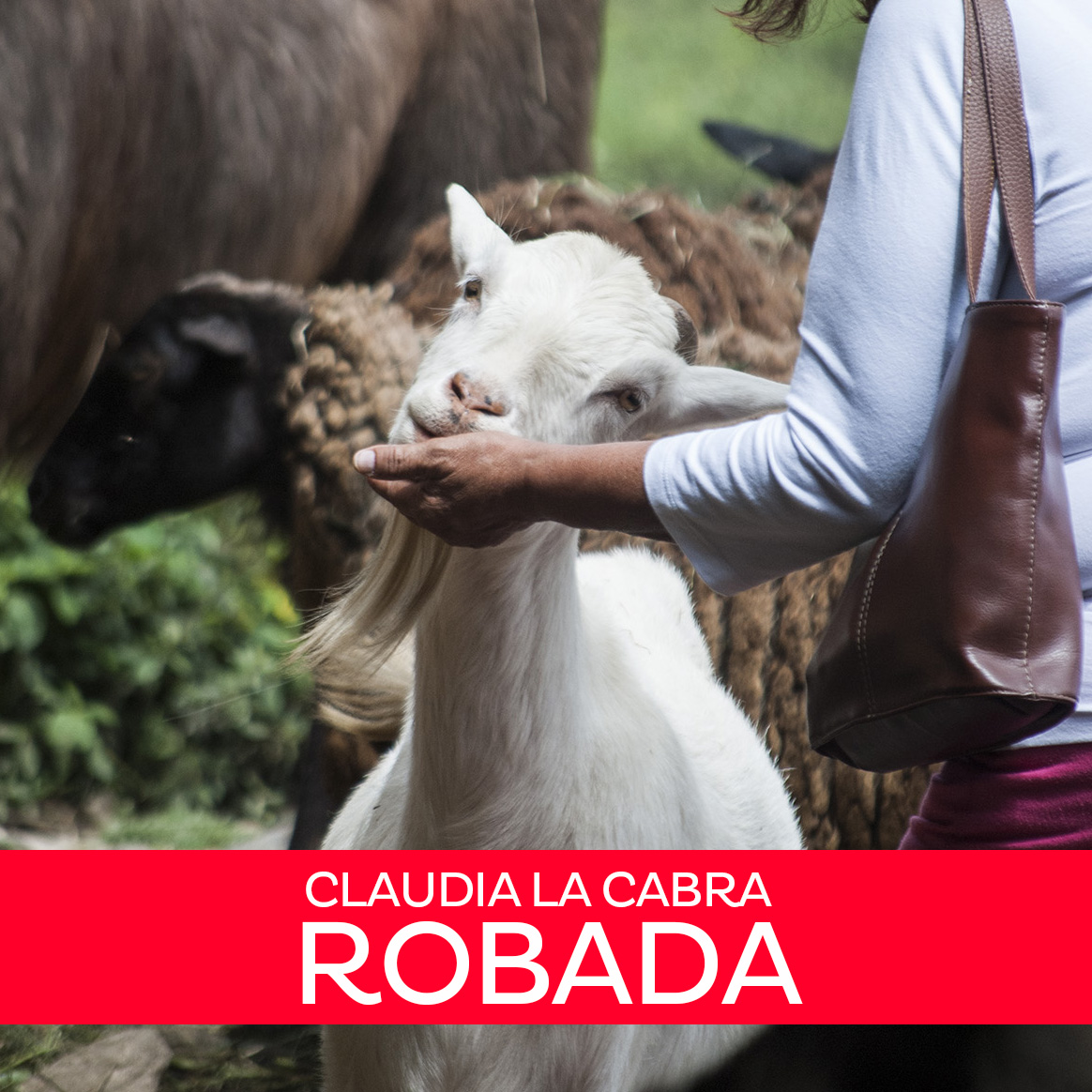BiocontactoVZLA's tweet photo. La madrugada de ayer #16Dic, 6 de nuestros animales fueron sustraídos de nuestro Bioparque. 

¡Exigimos que aparezcan SANOS Y SALVOS!

Ayúdanos a recuperarlos. Haz la denuncia de forma ANÓNIMA a través de nuestra página web 

https://t.co/mPStIMZqeR

#AnimalesDeBiocontacto https://t.co/gozxdvQWBi