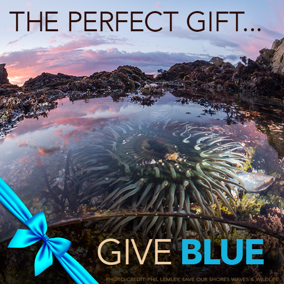 SaveOurShores's tweet photo. Ready to finish your holiday gift hunt?

Give the perfect gift to all of your favorite ocean lovers by setting up monthly contributions to Save Our Shores in their honor and enrolling them as Sanctuary Sea Star Members! https://t.co/SSC2PDtRo3 https://t.co/IcFI2Jyygr