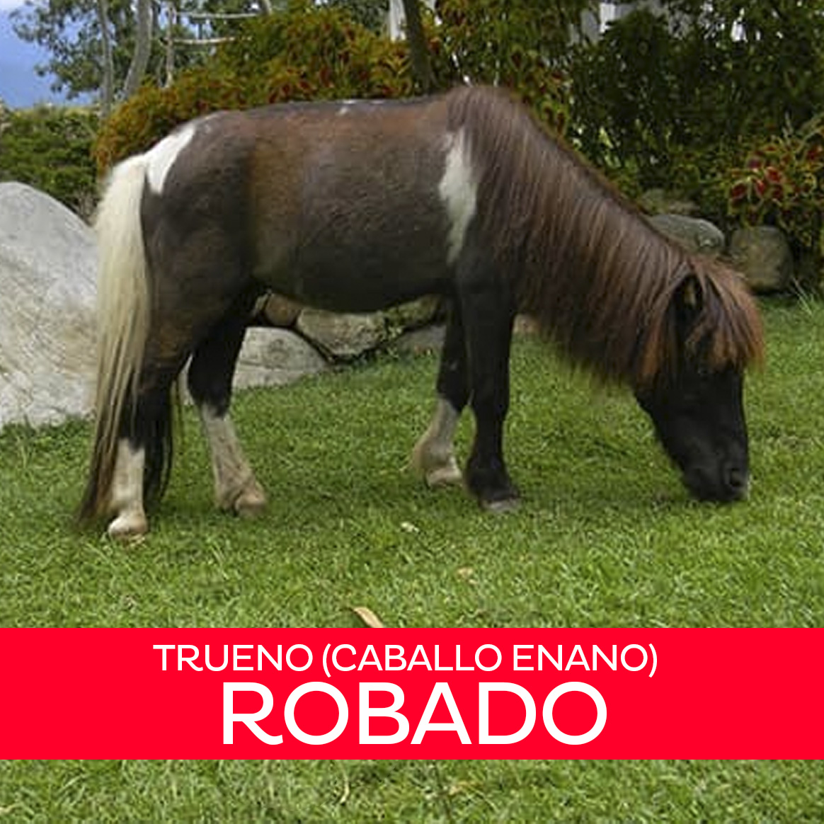 BiocontactoVZLA's tweet photo. La madrugada de ayer #16Dic, 6 de nuestros animales fueron sustraídos de nuestro Bioparque. 

¡Exigimos que aparezcan SANOS Y SALVOS!

Ayúdanos a recuperarlos. Haz la denuncia de forma ANÓNIMA a través de nuestra página web 

https://t.co/mPStIMZqeR

#AnimalesDeBiocontacto https://t.co/gozxdvQWBi