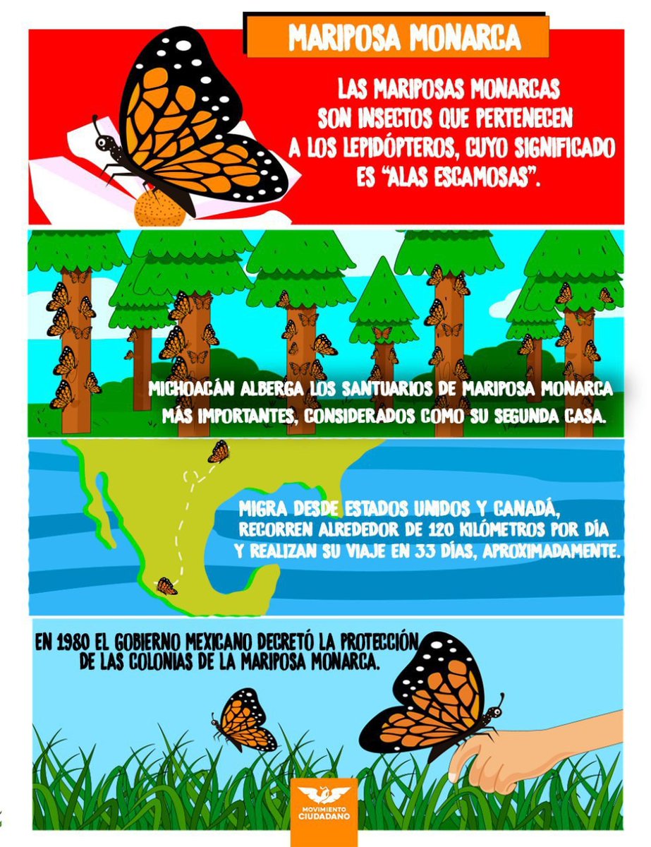 🦋🦋🌲Nos encontramos ya en la época en qué las #MariposasMonarca visitan #Michoacán. Si tienes oportunidad visita sus santuarios, pero sobre todo no olvides respetar estos ecosistemas naturales.