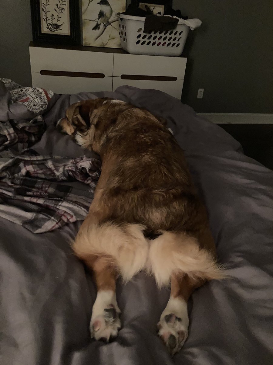 MungoGusNigelJJ's tweet photo. #FluffNugget https://t.co/5HZ4OOFXjt