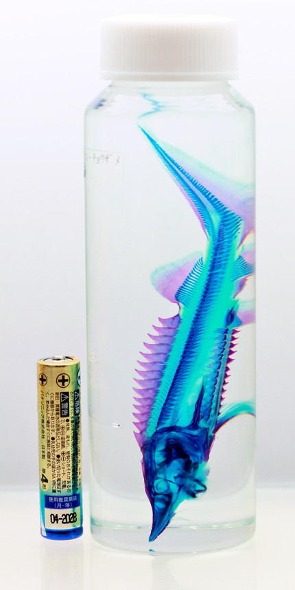 透明標本 ベステルチョウザメ Fukubukuro 置物 Cpmalaysia Com