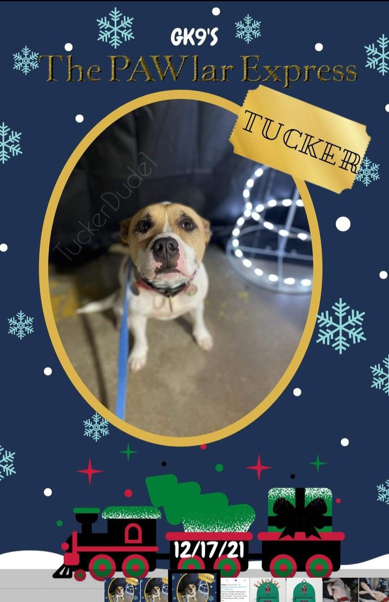 TuckerDude1's tweet photo. We had a Pawler Express Party at Playcare today.  #GFM #ZombieBullz #Pitbulls 

Thanks to my Playcare Guardian K9 for the photo. https://t.co/Evb8jLJjhB