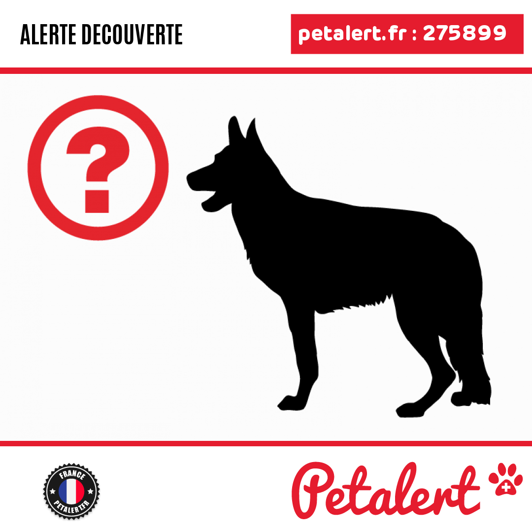 Trouvé #Chien #Tarn #Montrosier #Petalert  #PetAlert81 / p3t.co/L4qji