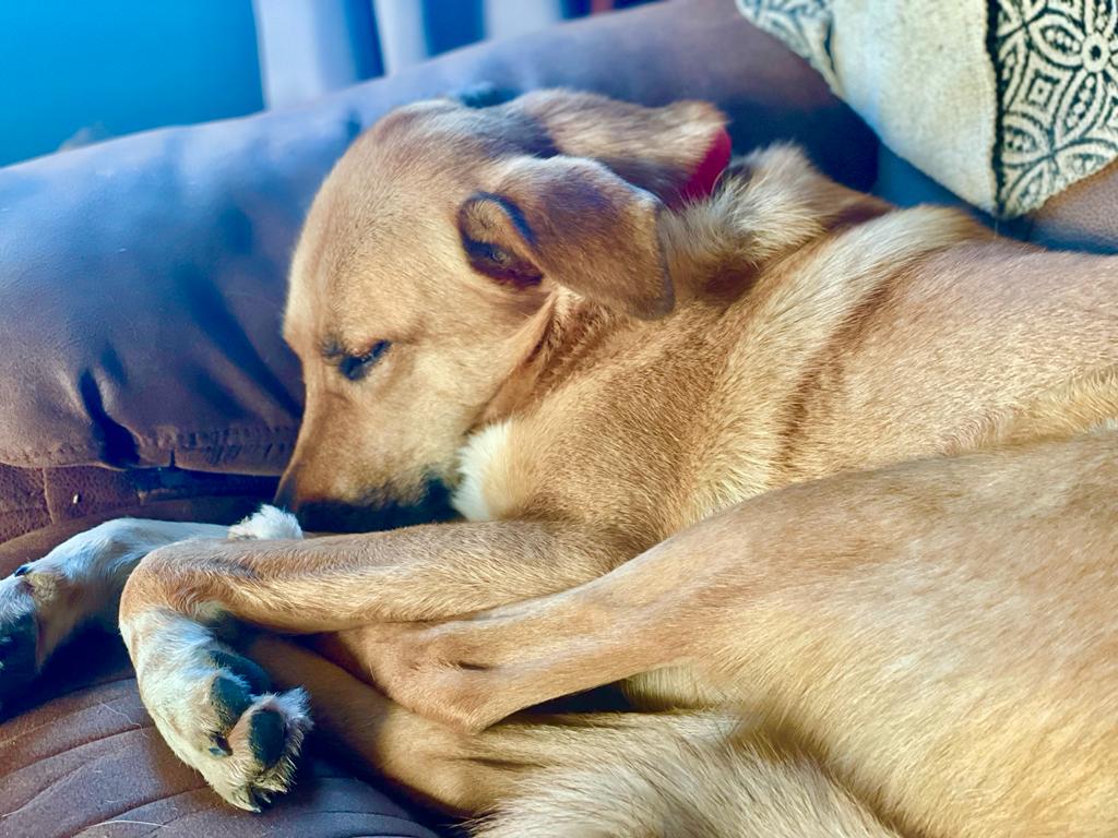 stevejamesltd's tweet photo. Someone's having a very #sleepysaturday.😍 As for me, today's another busy one &amp; I'm looking forward to sharing lots more #festive dishes &amp; yummy treats very soon. Watch this space! Whether you're #Christmas shopping or staying #cuddledup in the warm, enjoy your day. #weekendmood https://t.co/TNKcXRdtlN