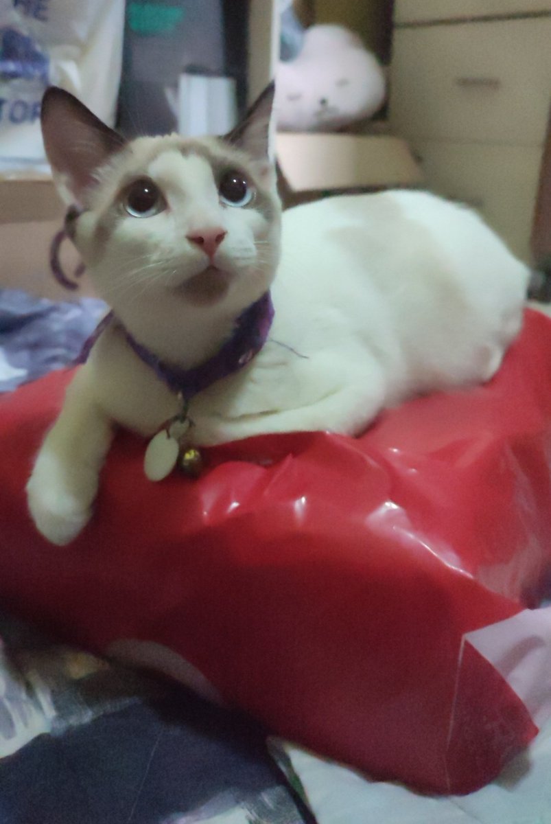 yoonglesboogles's tweet photo. I bought a BTS lightstick SE and binder stuff for my pcs. Look what I got. ππ
So many freebies.
Look at my cat. π
Nvm my selfie, I wanted to take a photo but I was awfully tired and unprepared. π
Thank you bb! π
Shop: @MerchexpressPh
#MerchExpressph_Feedbacks https://t.co/5xgyauVOCG