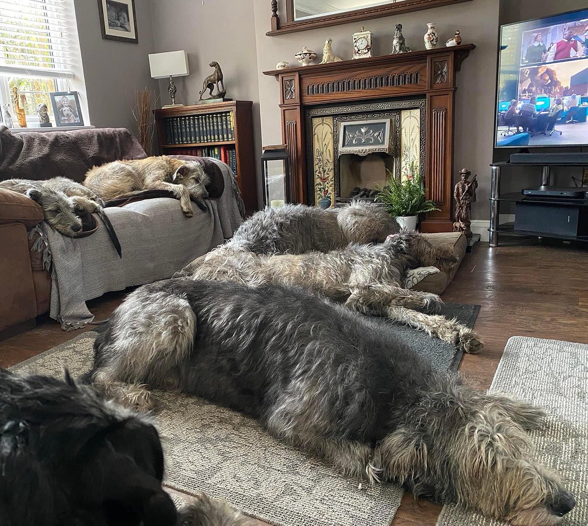 wolvebrigg's tweet photo. Six out of seven, one missing!🐺❤️
#irishwolfhound #dogsoftwitter #dogs #puppies https://t.co/5o8ePFLFhb