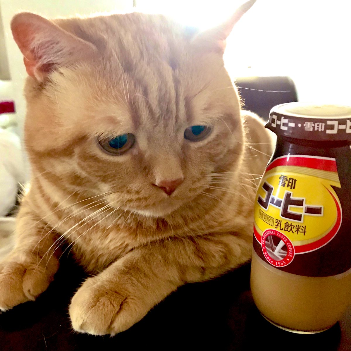 困り顔のアランくん tweet media