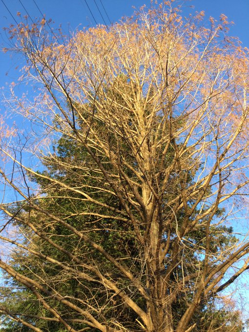 落葉したメタセコイア。向こうのセコイアがよく見えています。 