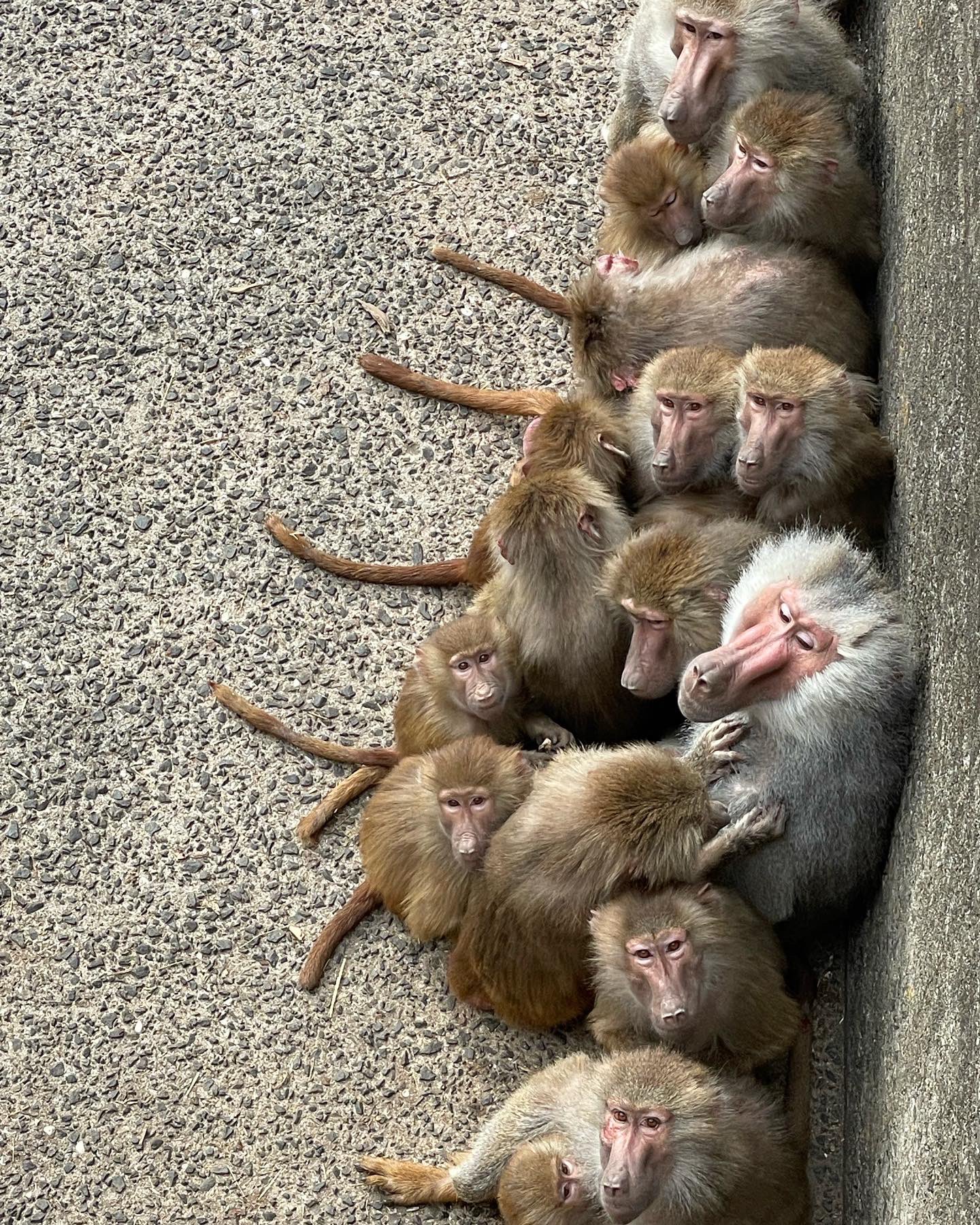 九十九島動植物園森きらら 公式 今日の気温は5度 動物たちも寒そうでした 今日の気温 5度 体感はもっと寒い そんななか ご来園ありがとうございました 佐世保 森きらら サル団子 マントヒヒ ニホンザル T Co 2xzm7vt3wm Twitter