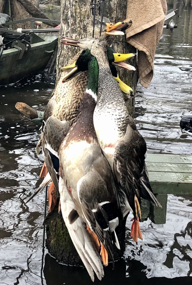 MayorJohnHolden's tweet photo. Despite the rain, had a good lil morning hunt in Stuttgart.
#slickshuntinglodge
#stuttgarthuntingclub
#timberhunting https://t.co/35Qy828Zh8