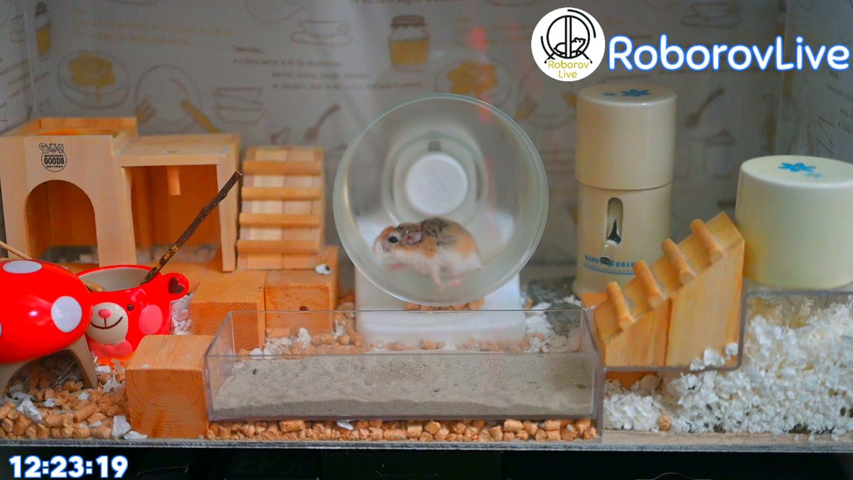 RoborovLive's tweet photo. 【660日超え】ロボロフスキーハムスターの朝配信を始めました！
20:00くらい：餌やり🍙
24:00くらい：一旦配信終了🎥
の予定です😊
https://t.co/wzZy9D1isl

#ハムスター #ロボロフスキー #ライブ配信 #ハムスターのいる生活 #hamster https://t.co/hE0soSkT04