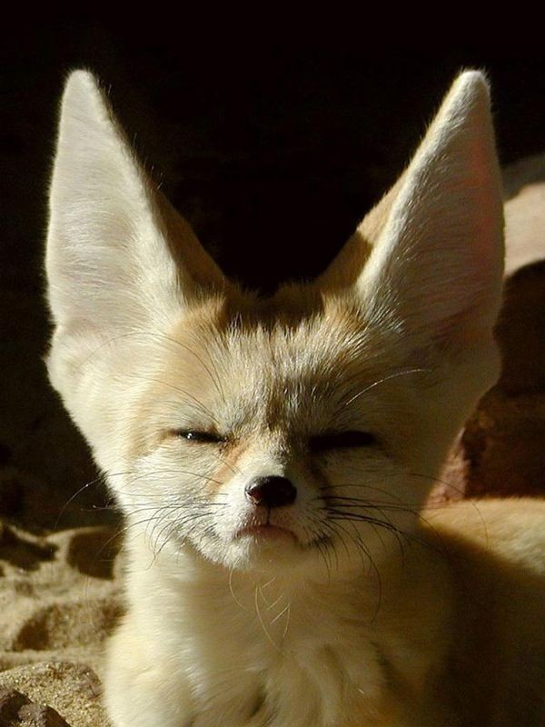 FennecFoxToken's tweet photo. FennecFox https://t.co/KRWKX0i0ES