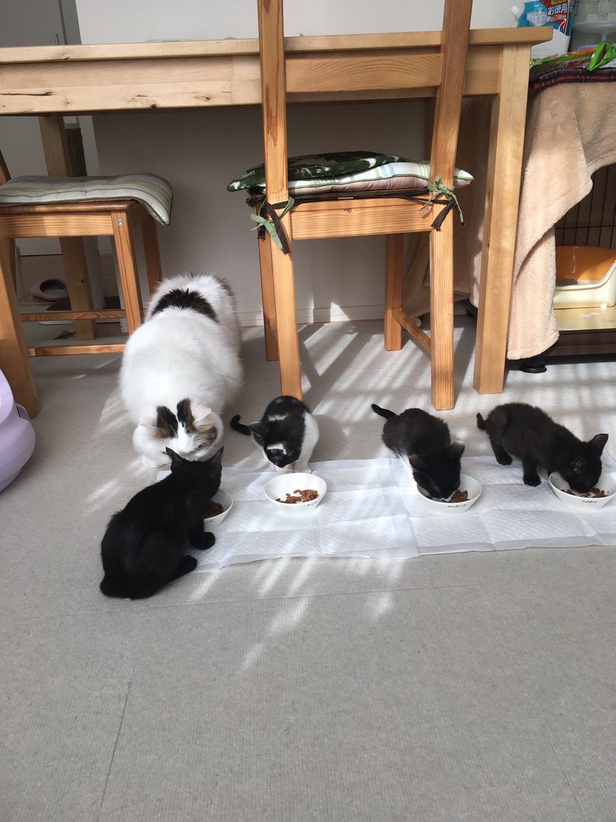 3to_46's tweet photo. 本日をもって白黒姉妹が卒業。幸運なことに兄弟・姉妹ともにペアで里子に行くことができました。
連絡をくださった全ての方々に改めて感謝申し上げます。

生後2週間の約2ヶ月、かけがえのない時間と素敵な想い出をありがとう。無事に大きくなってくれてありがとう。君たちのことが大好きだよ。 https://t.co/RQozxlFmRa