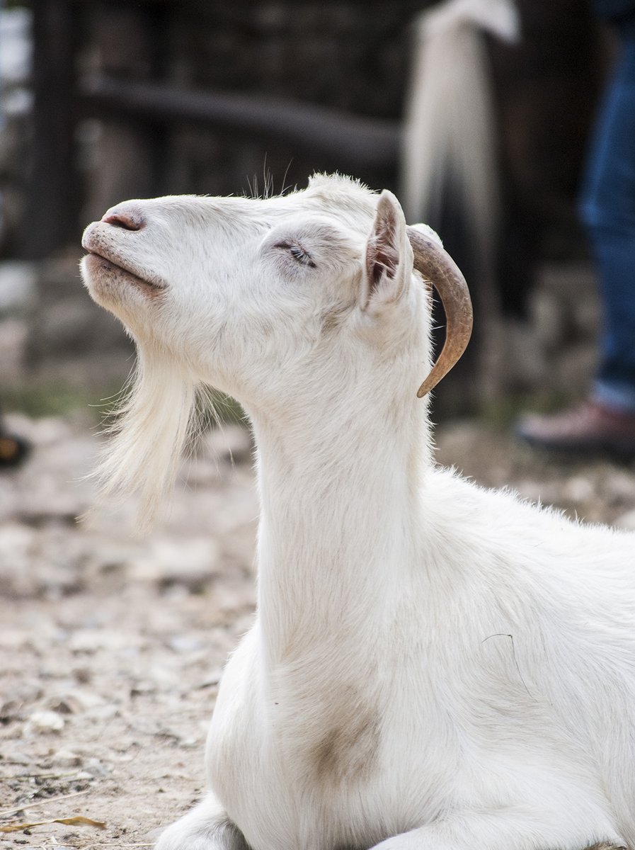 Claudia es una cabra con una discapacidad, necesita cuidados especiales y EXIGIMOS que la traigan de vuelta al BIOCONTACTO 
 
#AnimalesDeBiocontacto