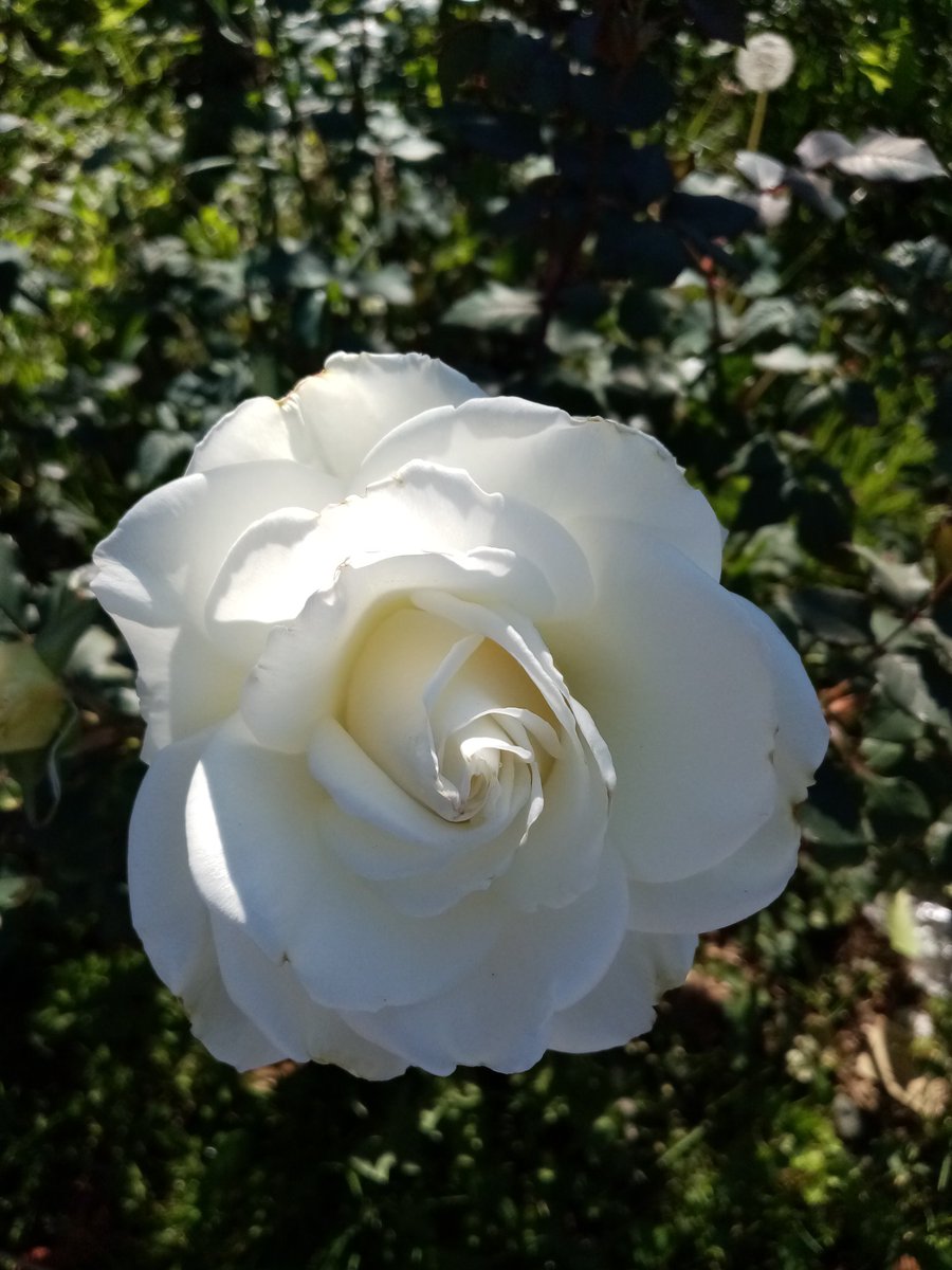 Günaydın, mutlu haftasonları olsun.