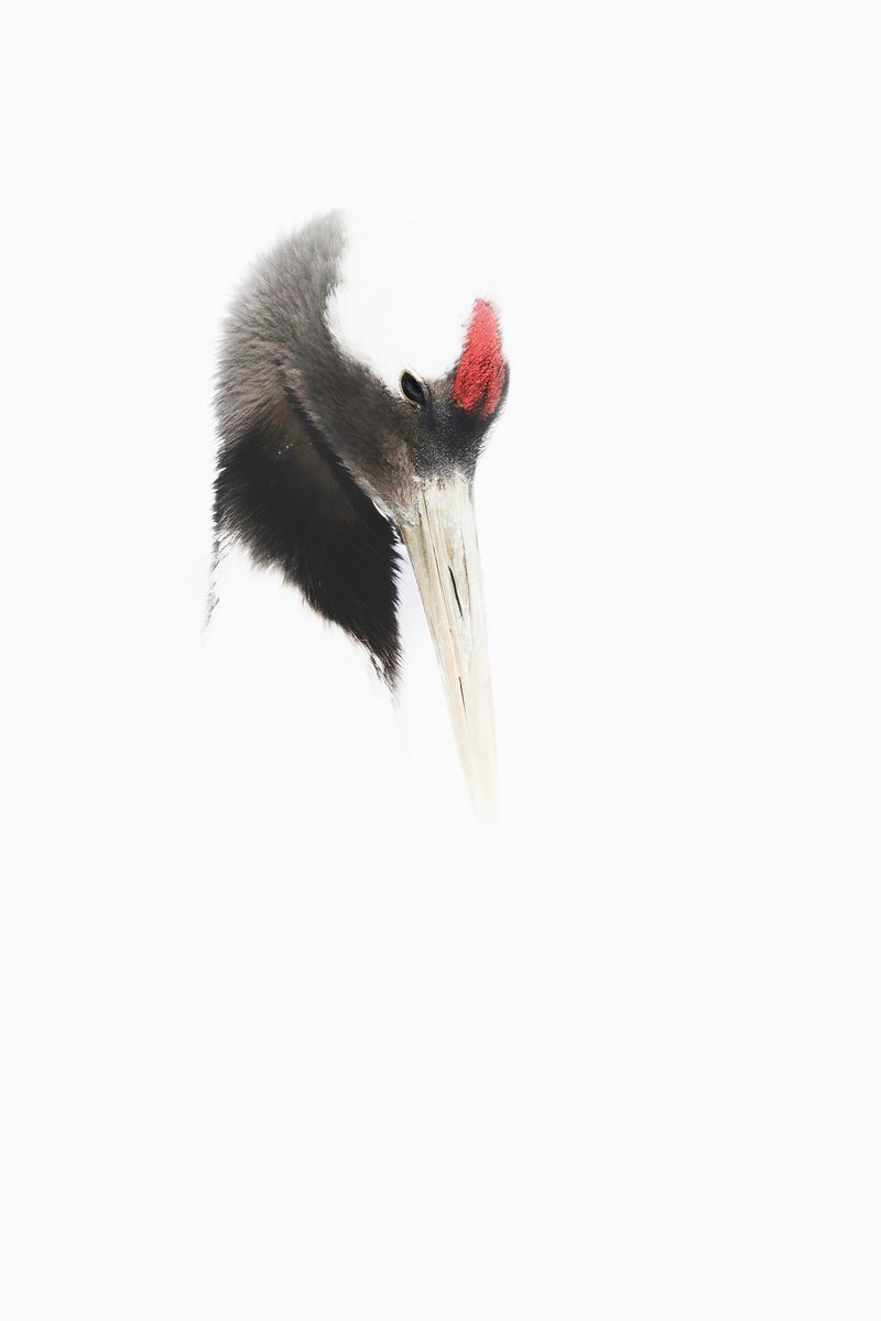 <a href="/jf_nft/">Jason Falovitch is now @jfx</a> A symbol of hope maybe
foundation.app/@rahulsachdev/…

The Red Crowned Crane from Japan. A symbol of hope for humankind.