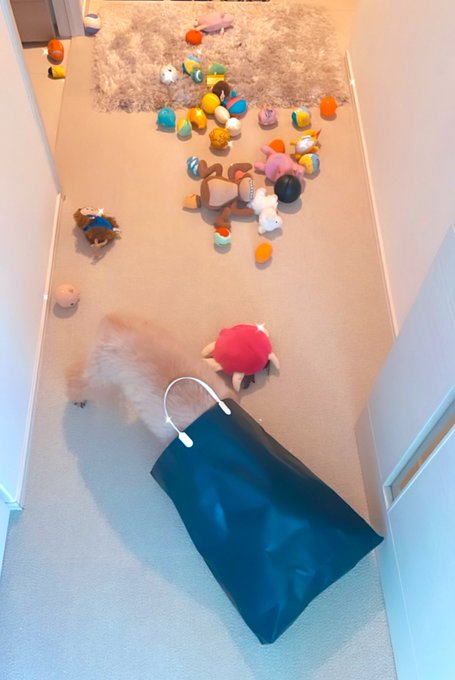 掃除してたら、、、 うん、チャチャもおもちゃの整理してたんだよねきっと😅うん https://t.co/OVuhPF98ex