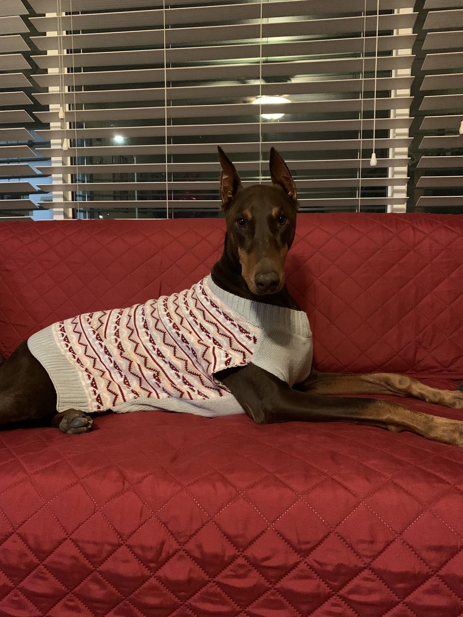 angelinabaray's tweet photo. My JJ and my sister Athena wish you a Merry Christmas and a Happy New Year. #HappyHolidays #VeryMerry #happyandbright #Christmas #newSweater #holidayPups #onTheGoodList https://t.co/pekQ9GMSIg